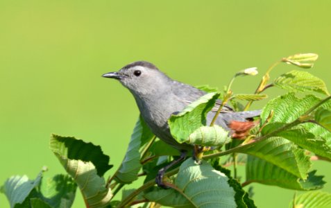 Bird Beak Fauna Branch