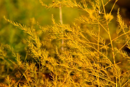 Vegetation Ecosystem Grass Field photo