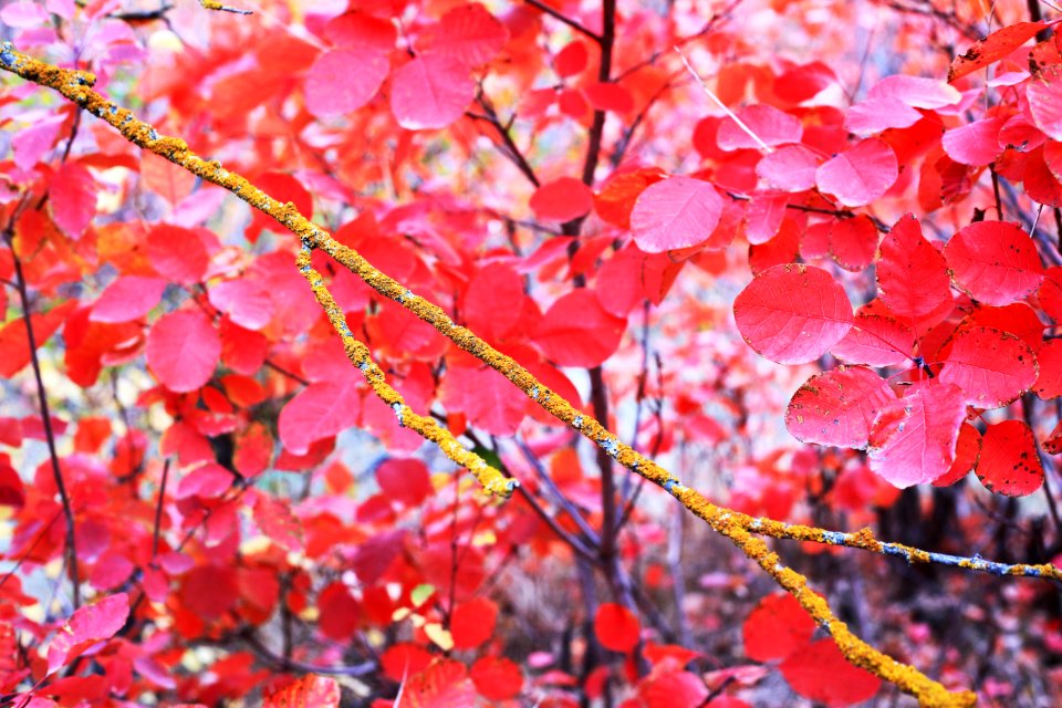 Red Autumn Branch Pink photo