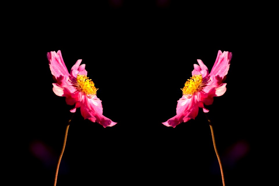 Flower Flowering Plant Petal Plant