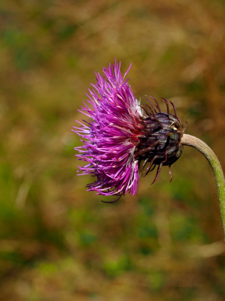 Thistle Flora Silybum Plant
