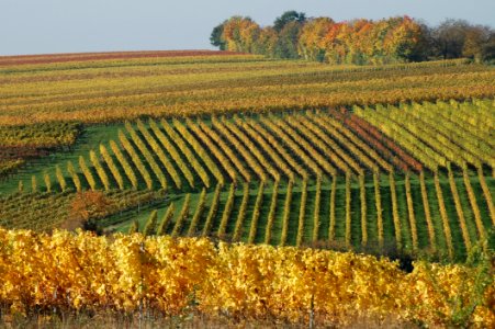 Agriculture Field Vineyard Crop