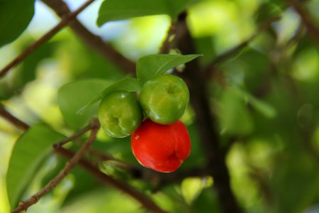 Fruit Malpighia Fruit Tree Plant photo