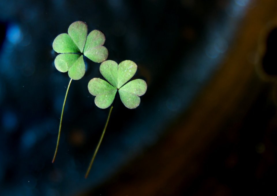 Green Leaf Flora Vegetation
