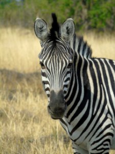 Wildlife Zebra Terrestrial Animal Fauna