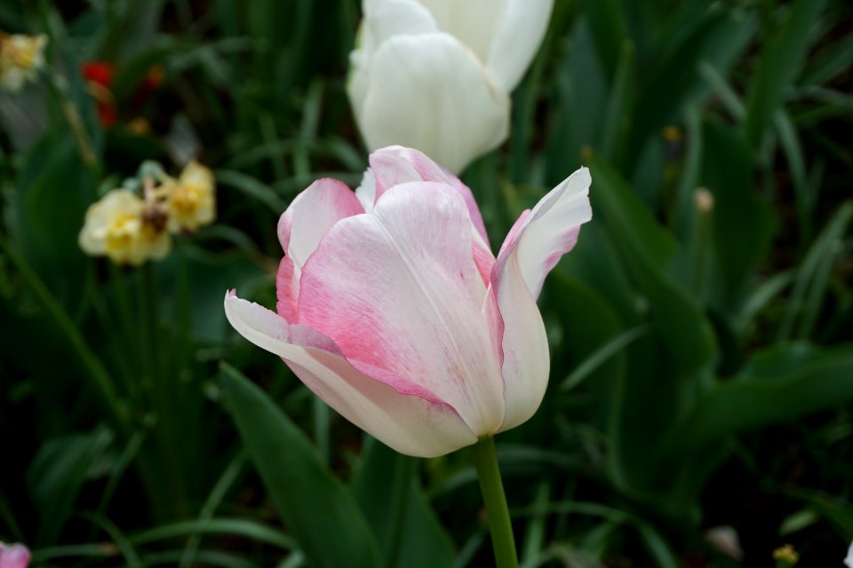 Flower Plant Tulip Flowering Plant