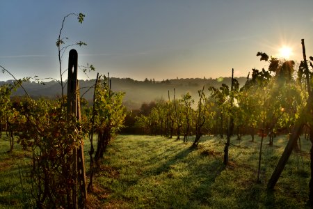 Agriculture Vineyard Sky Field