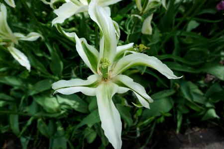 Plant Flower Flora Lily