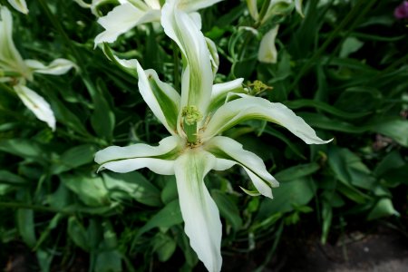 Plant Flower Flora Lily photo