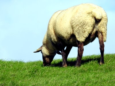 Grazing Grassland Pasture Sheep photo