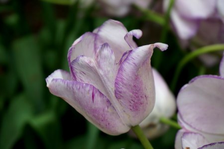 Flower Plant Purple Tulip