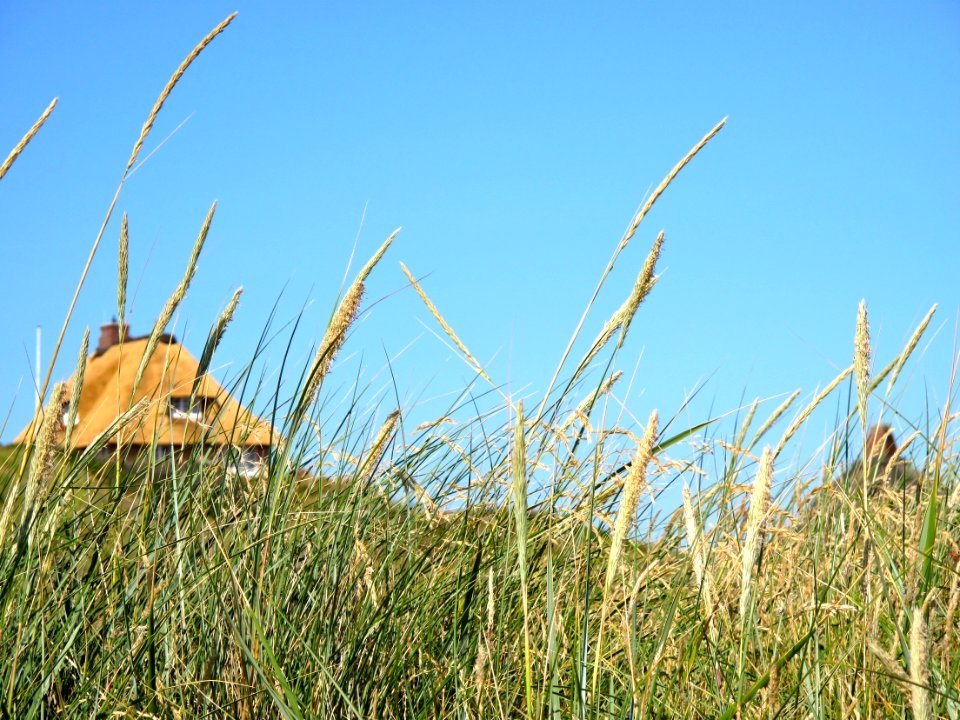 Ecosystem Sky Grass Grass Family