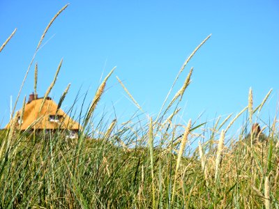 Ecosystem Sky Grass Grass Family photo