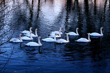 Water Bird Reflection Water Bird photo