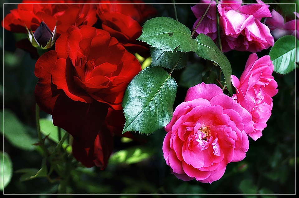 Garden flowers spring summer
