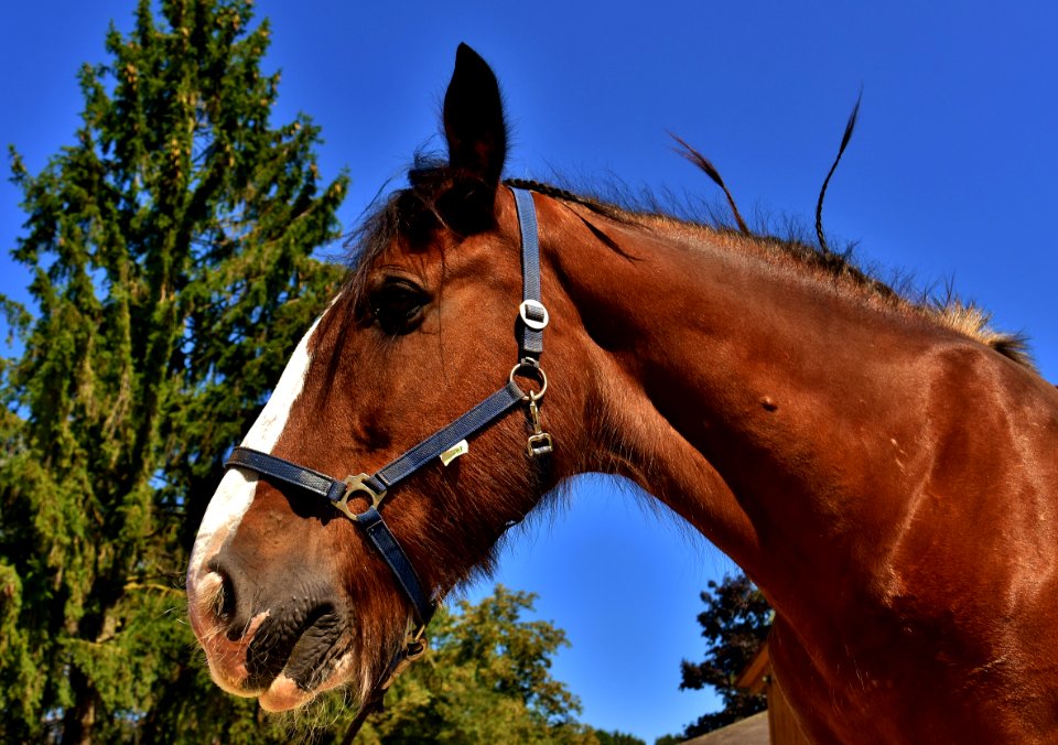 Horse Halter Bridle Horse Tack