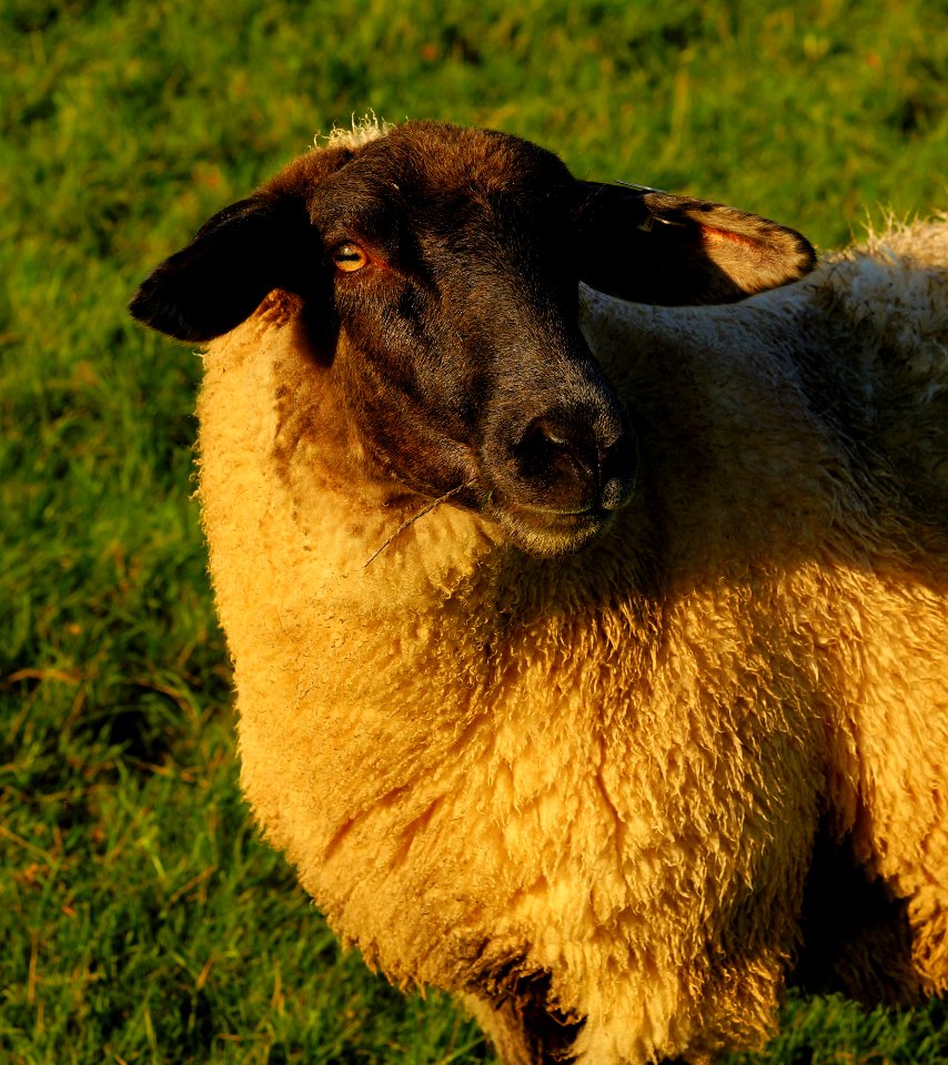 Sheep Fauna Grass Cow Goat Family