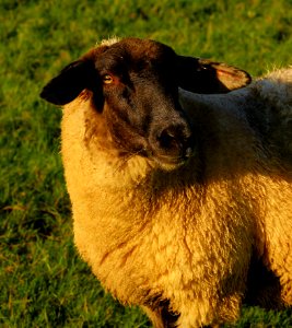 Sheep Fauna Grass Cow Goat Family photo