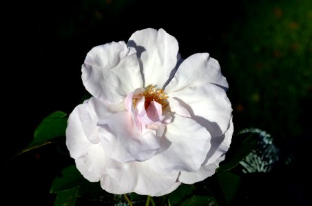 Flower Rose Family White Rose photo