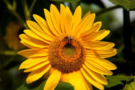 Flower Sunflower Yellow Honey Bee