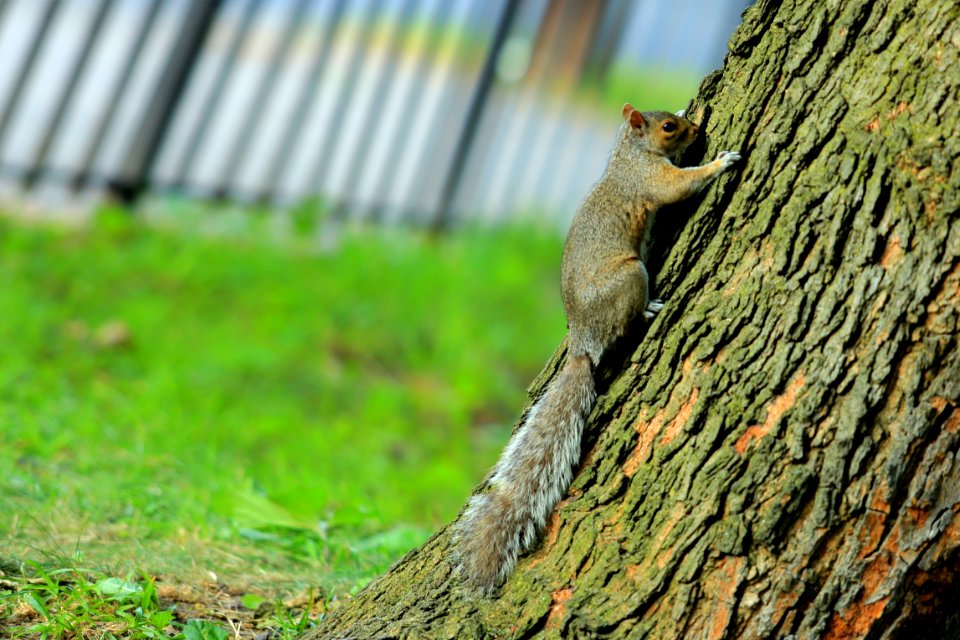 Fauna Mammal Tree Squirrel