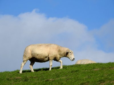 Grassland Sheep Ecosystem Pasture photo