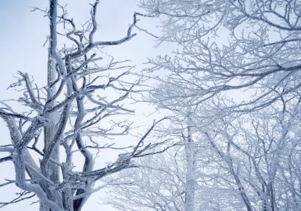 Branch Tree Winter Sky photo