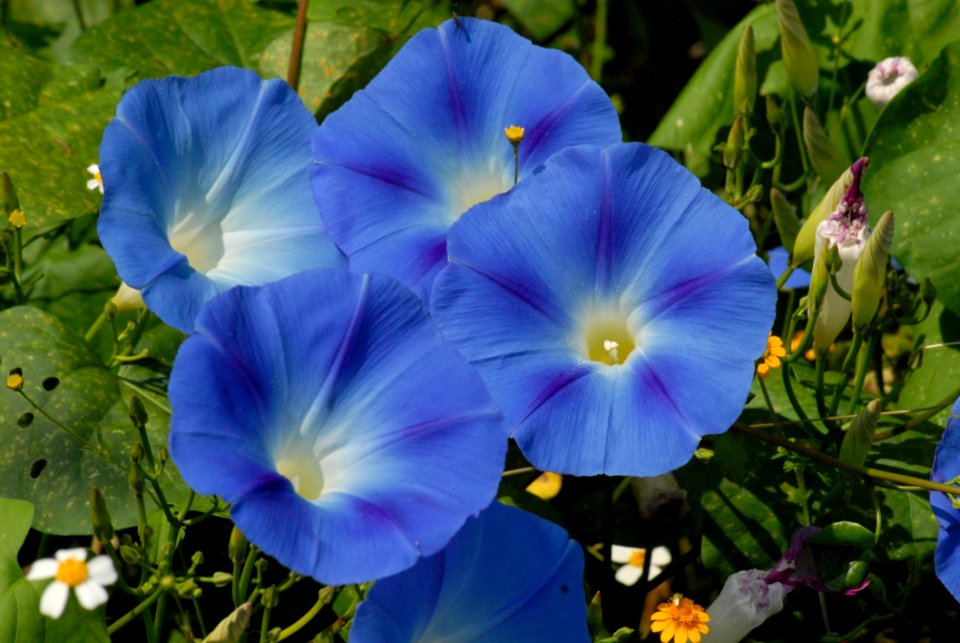 Flower Blue Plant Flowering Plant