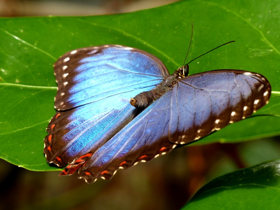 Butterfly Insect Moths And Butterflies Lycaenid