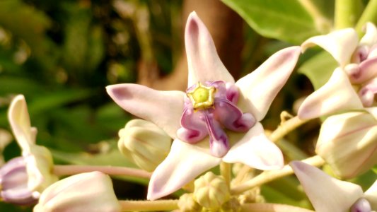 Flower Flora Plant Flowering Plant