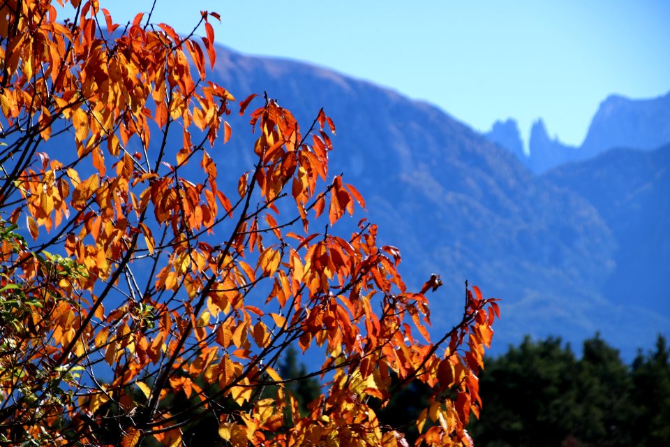 Nature Sky Leaf Mountainous Landforms