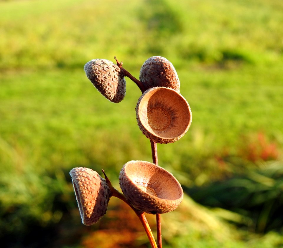 Grass