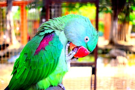 Parrot Beak Bird Fauna photo