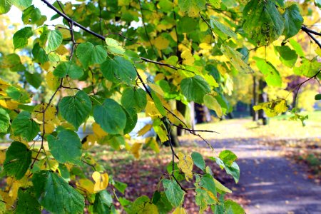 Tree Leaf Grapevine Family Branch