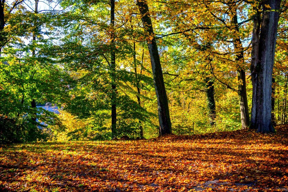 Nature Woodland Ecosystem Leaf photo