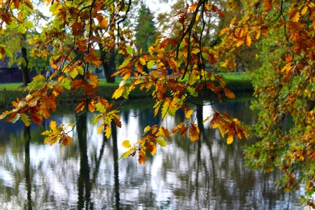 Water Leaf Autumn Tree