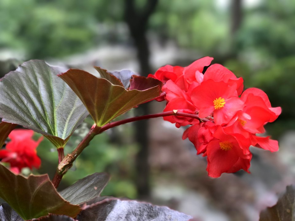 Flower Plant Flora Flowering Plant