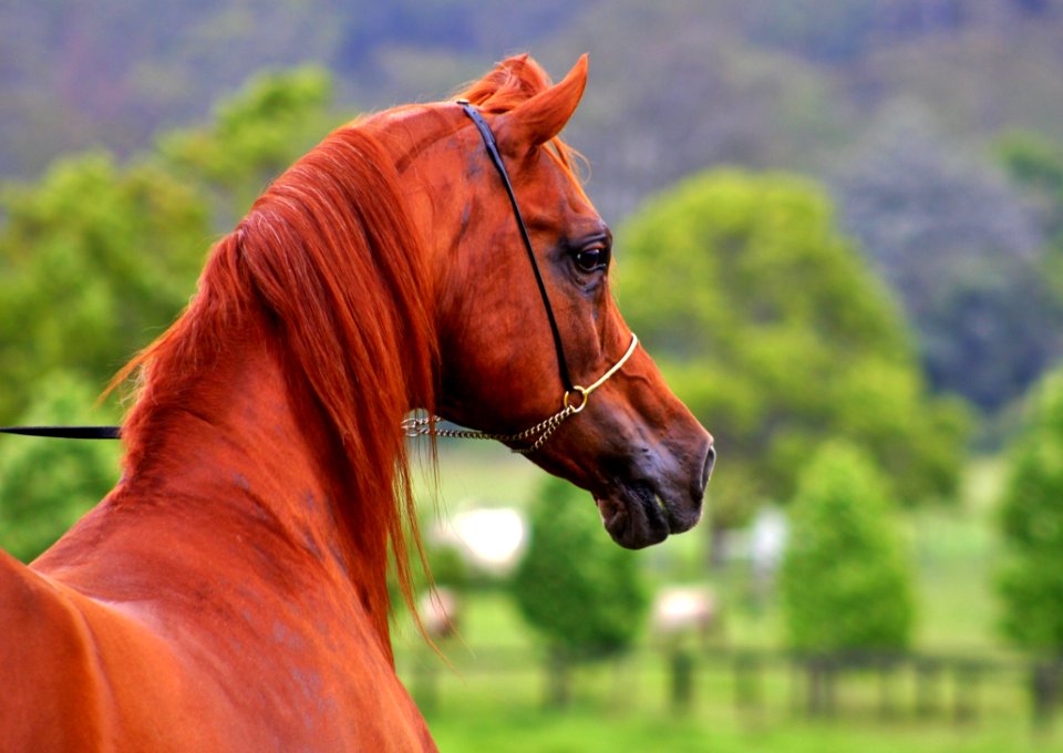 Horse Bridle Halter Stallion