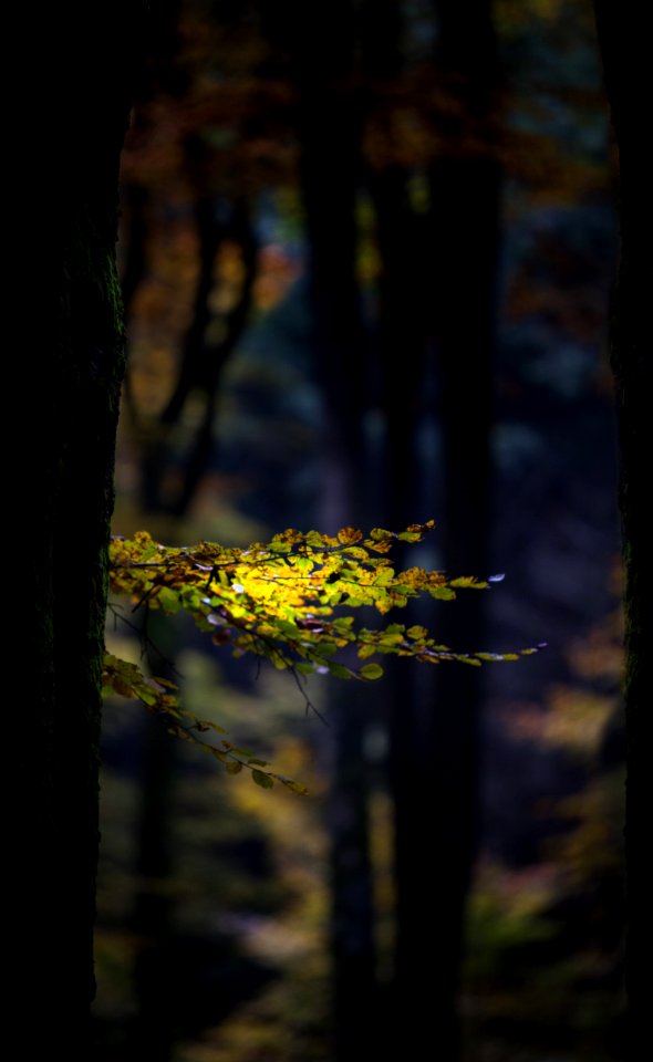 Nature Yellow Leaf Tree