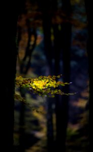 Nature Yellow Leaf Tree
