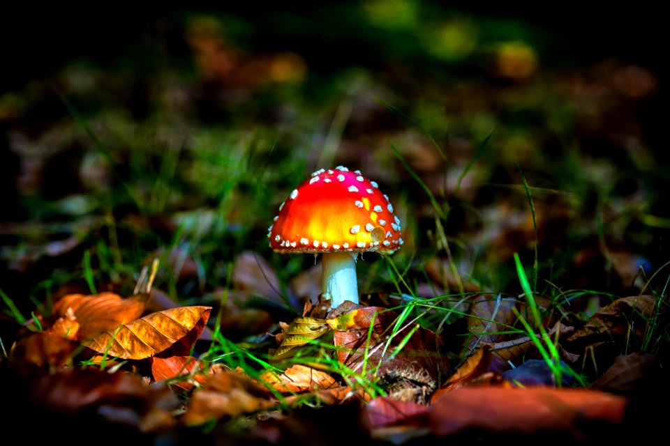Mushroom Ecosystem Leaf Fungus