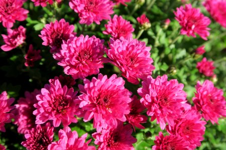 Flower Plant Pink Flowering Plant photo