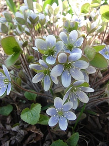 Spring flower bloom photo