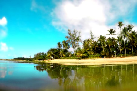 Person Taking Photo Of Green Leafed Tree Lot With Sand Bar