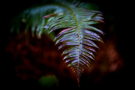 Fern Plant Auto Focus Photography