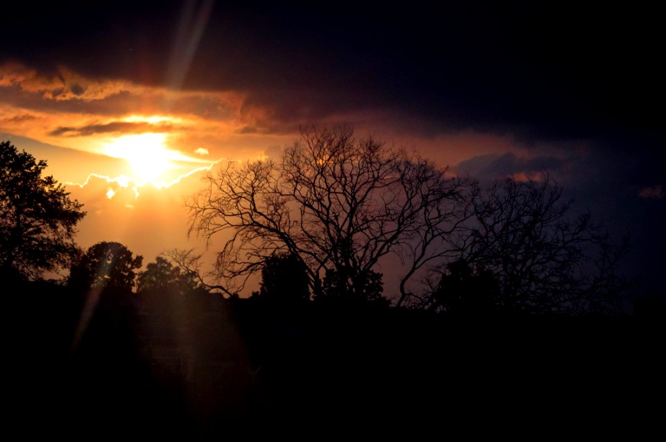 Silhouette Of Trees During Golden Hour