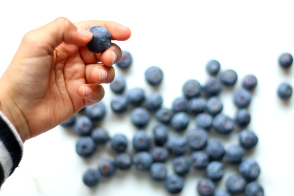 Person Holding Blueberry