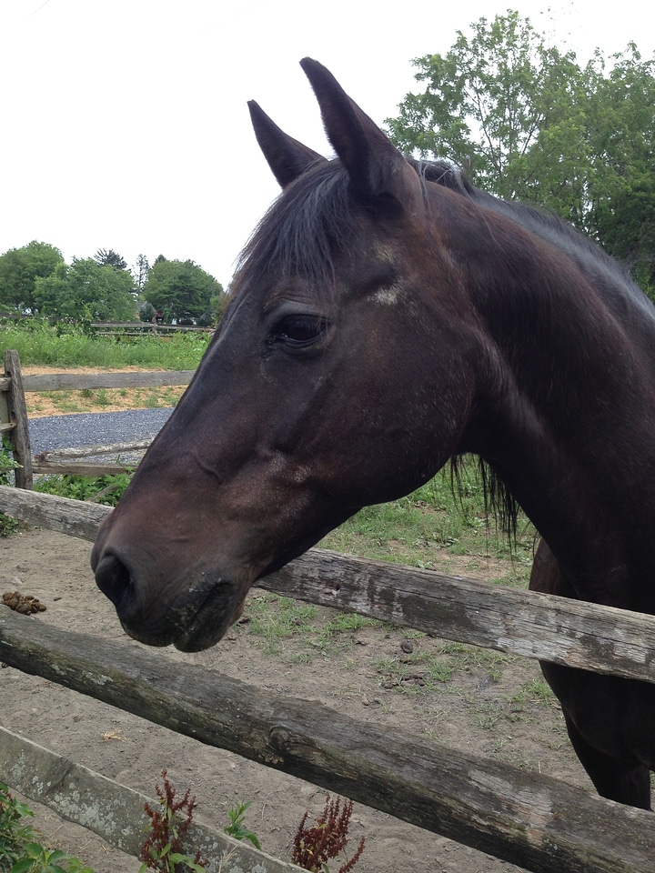 Animal stallion wild