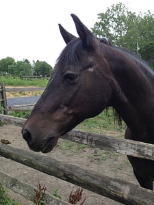 Animal stallion wild