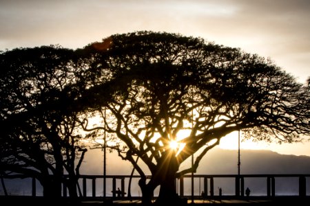 Silhouette Of Tree Beside Bridge Railing